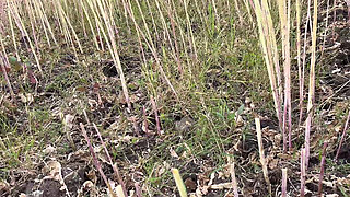 Desi Bhabhi Outside Romance