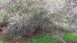 Granny Looks for a Lover Nacked in the Woods
