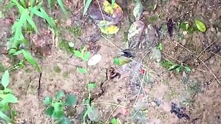 Outdoor Blowjob On Knees