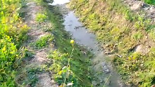 Abida Parveen Gets Fucked Hard in Khet, Then Stopped When Someone Comes