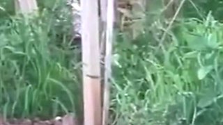Spying blonde hooker fucking in the woods