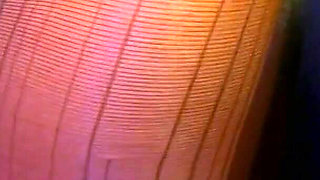 Calipornication! Horny Pussies Are Into Rich Cocks! Seduction and Sex! Horny Sluts Get Fucked.