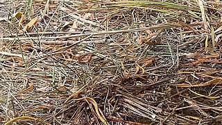 Compilation of Public Peeng in Nature! Showing Pads! POV!