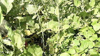 In the Forest with a Step-sister