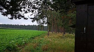 Tit Training on Hunting Stand
