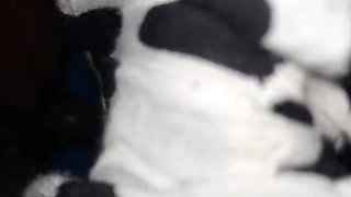 Lonely Indonesian Teen Ichaaa Takes Care Of Family With Big Tits & Big Cock - Amateur Homemade Sex