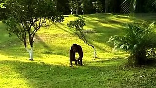 Migrant Lady Gets Rough Gape