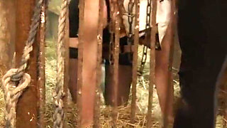 Pigsty extreme Schweinestall extrem