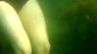 Swimming and Flashing in the Sea