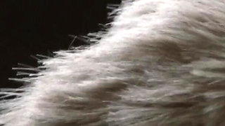 Erotic Couple sucks and fucks on the couch