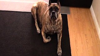 My First Training to Become Dayys Little Cum Piggy -pt